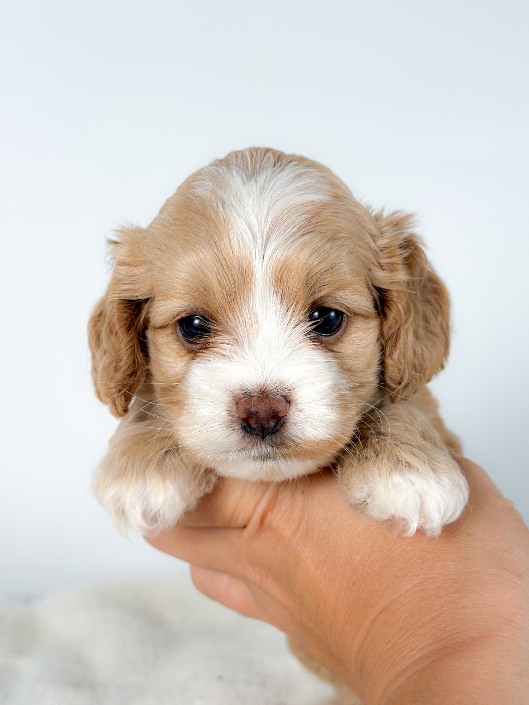Puppies