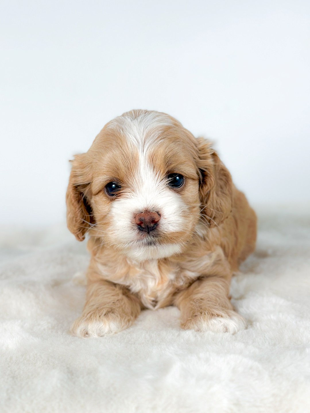 Puppies