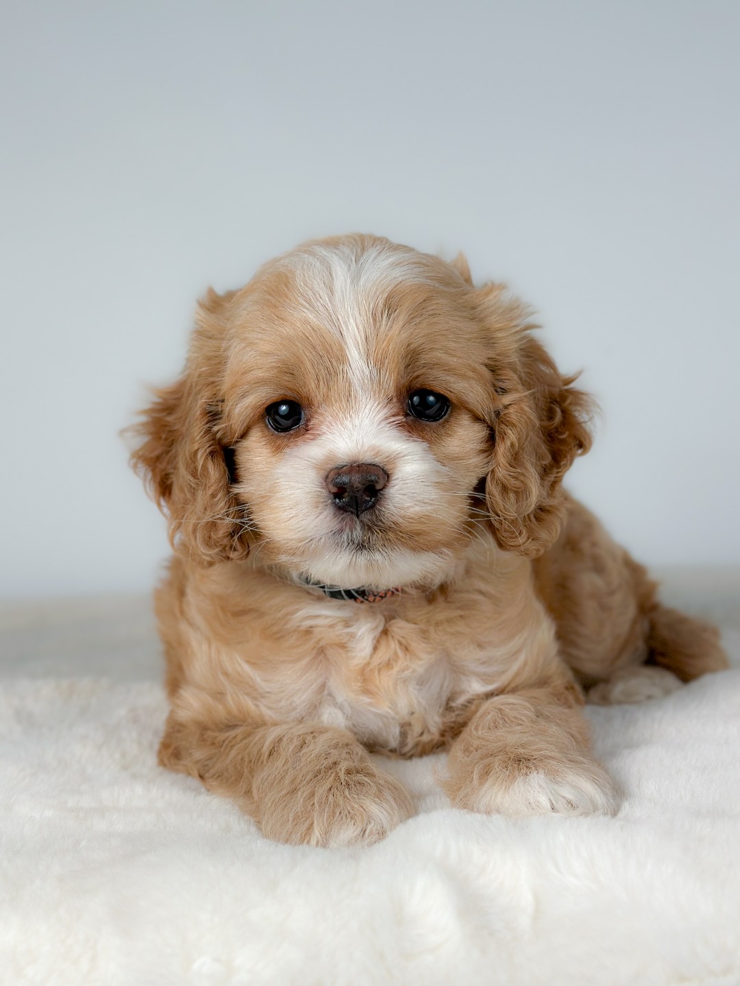 Birdie the Puppy
