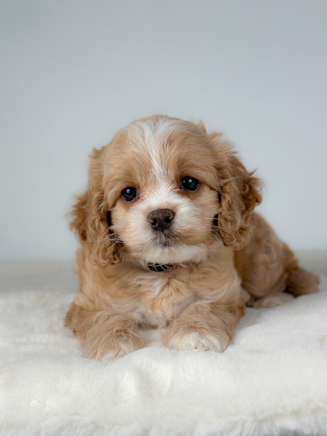 Puppies