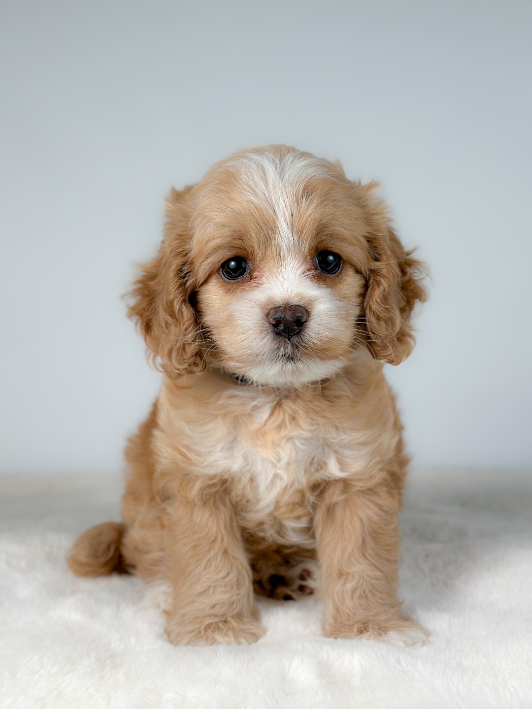 Puppies