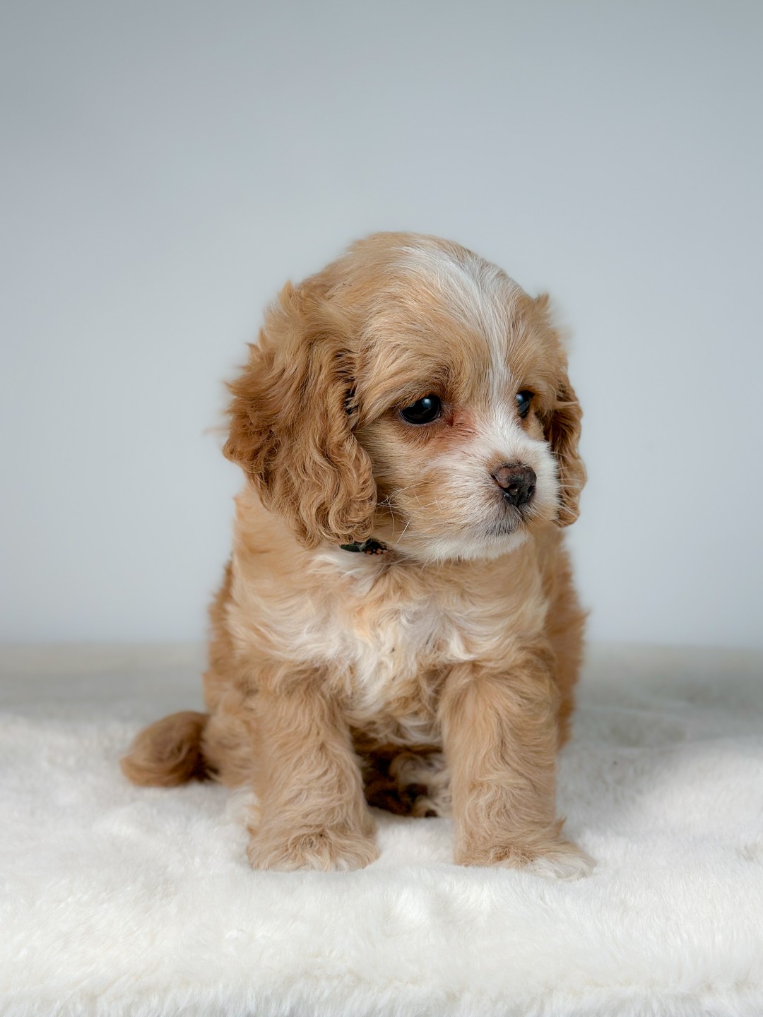 Puppies