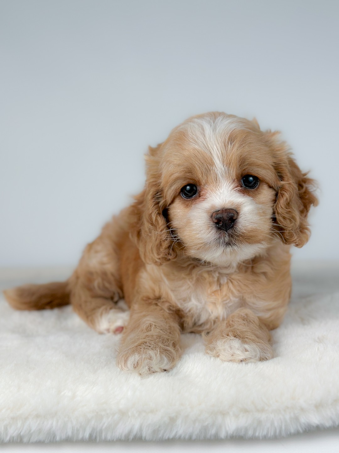 Puppies