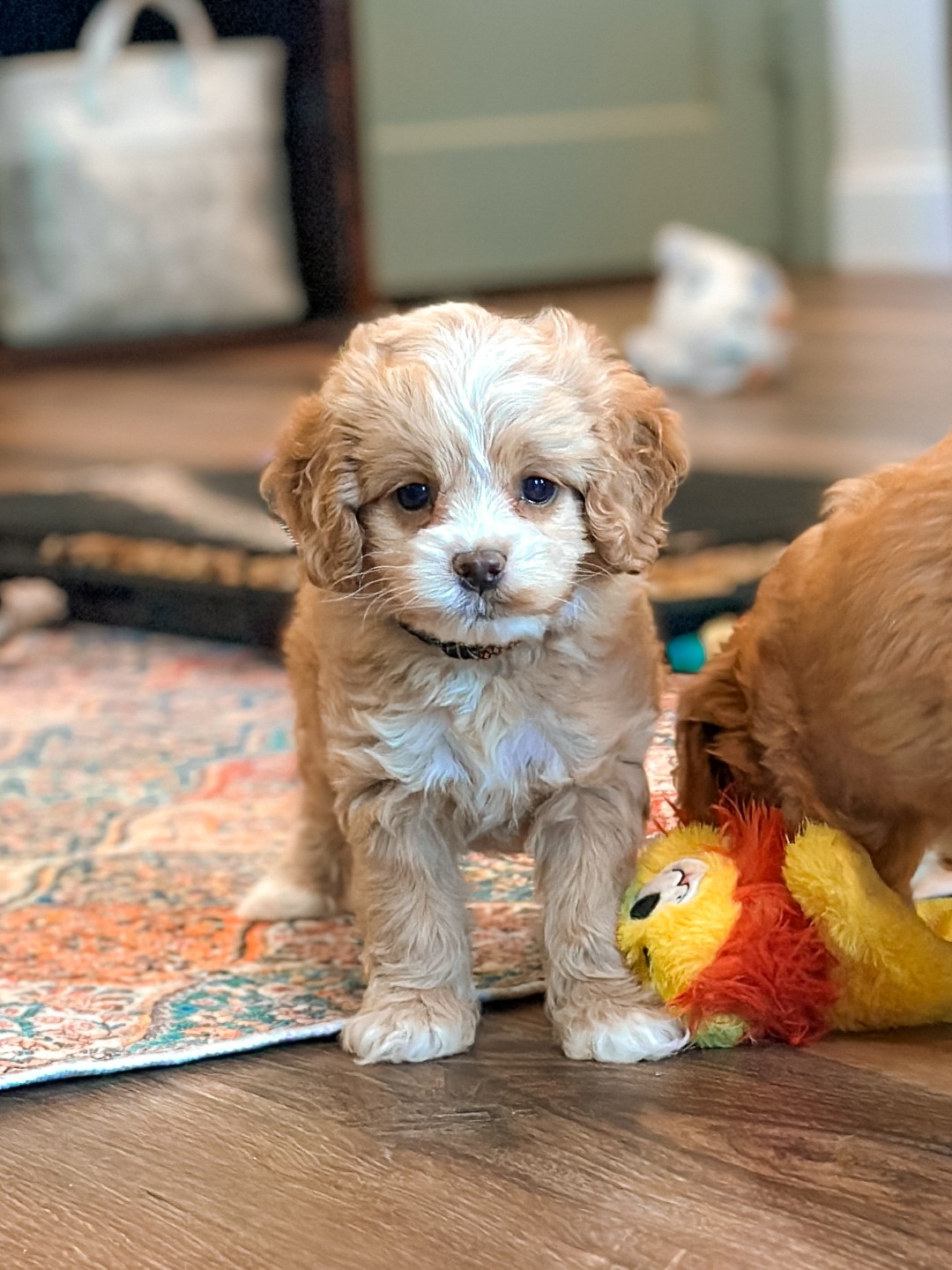 Puppies