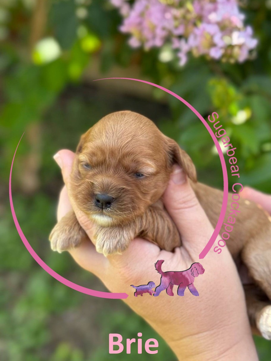 Rex the Puppy