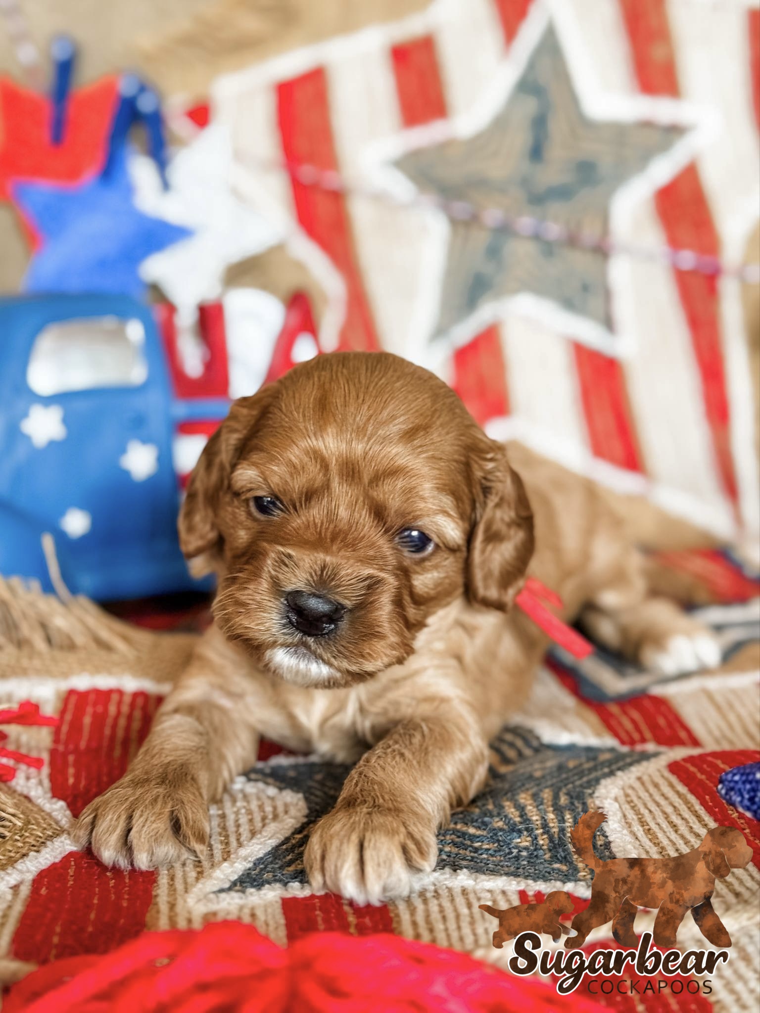 Rex the Puppy