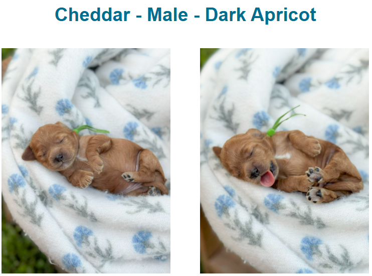 Puppies