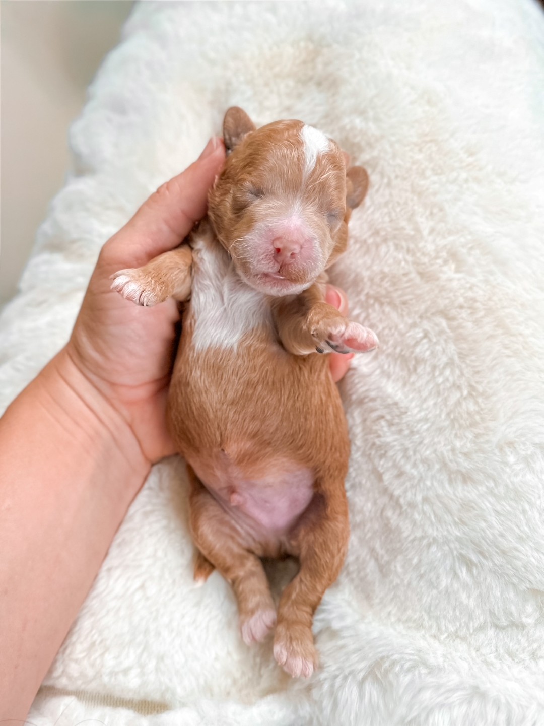 Cheddar the Puppy