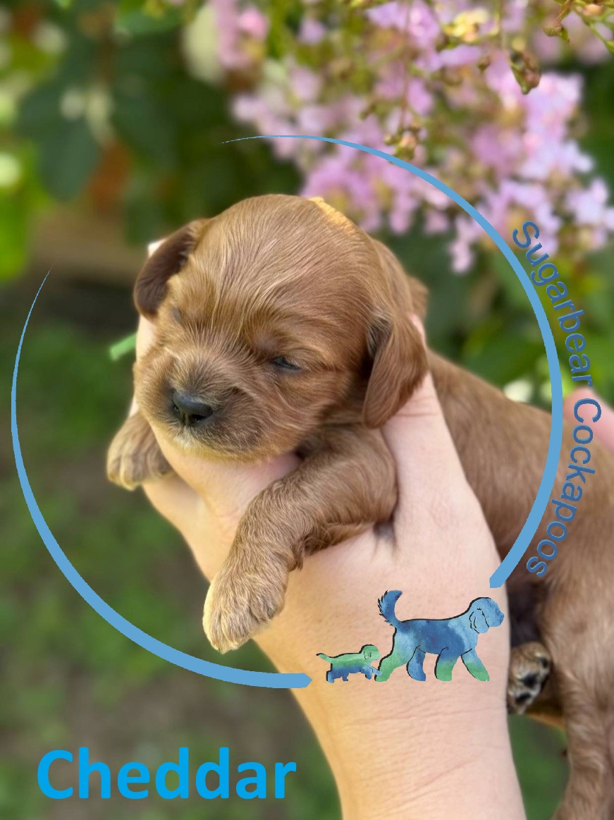 Daisy the Puppy