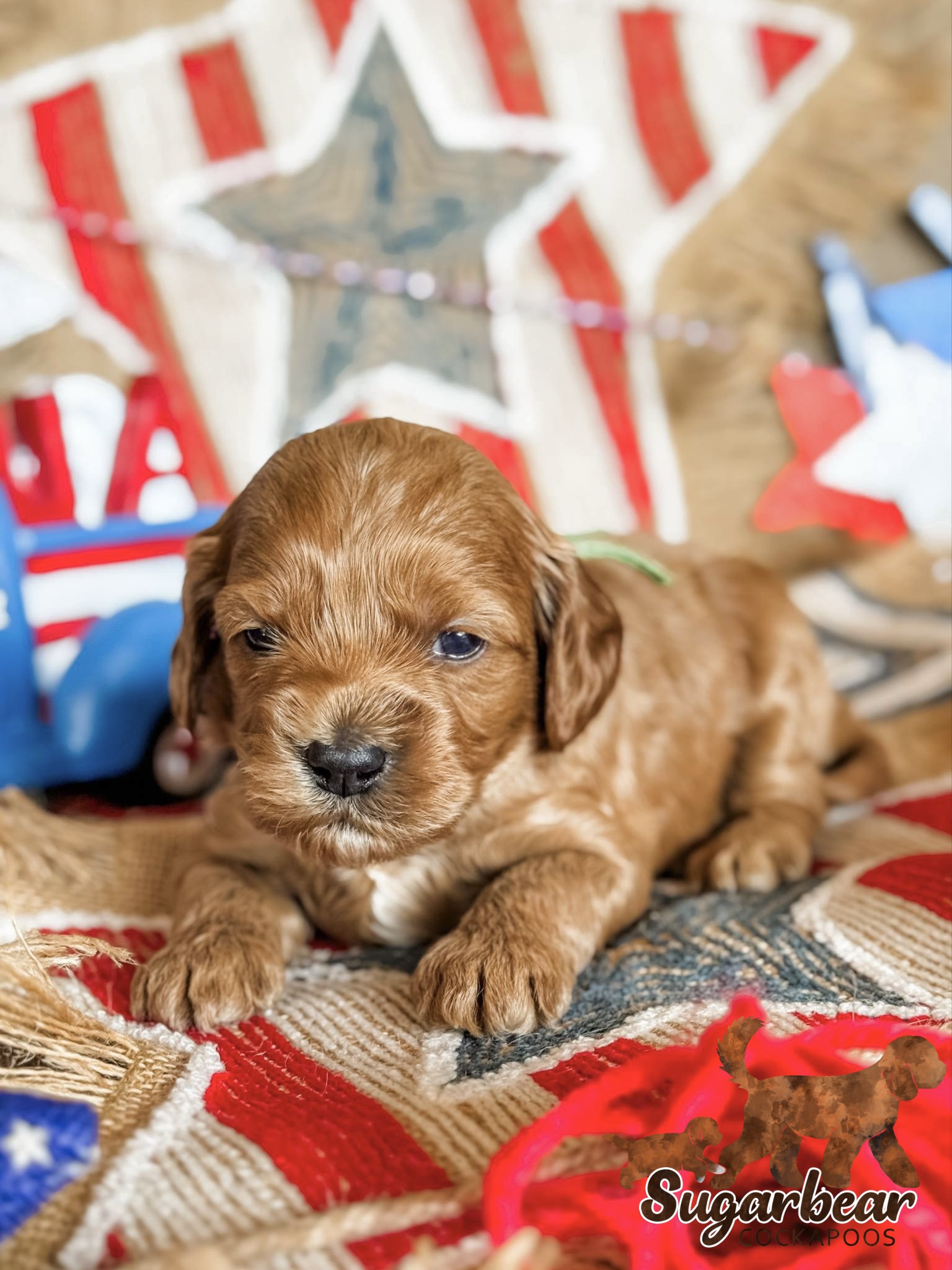 Daisy the Puppy