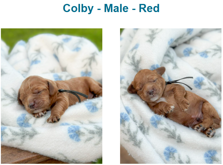 Puppies