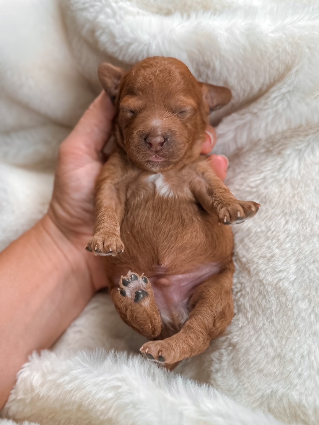 Colby the Puppy