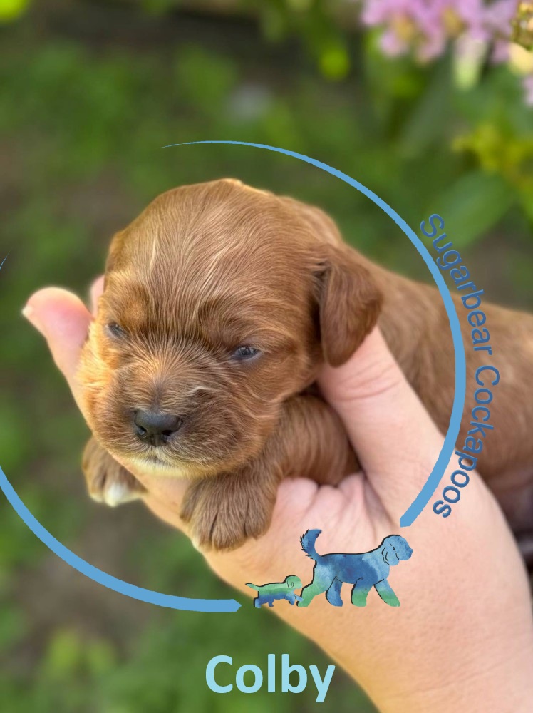 Rex the Puppy