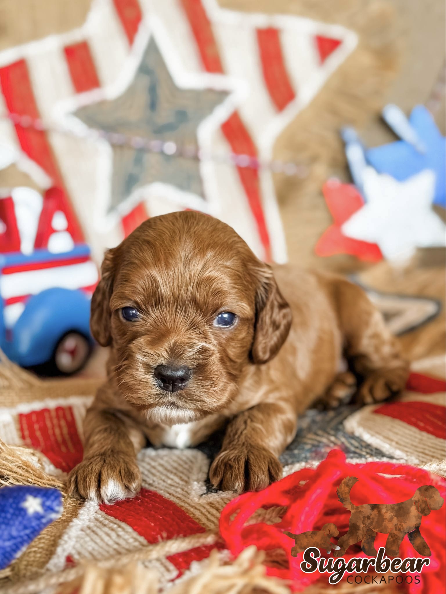 Rex the Puppy