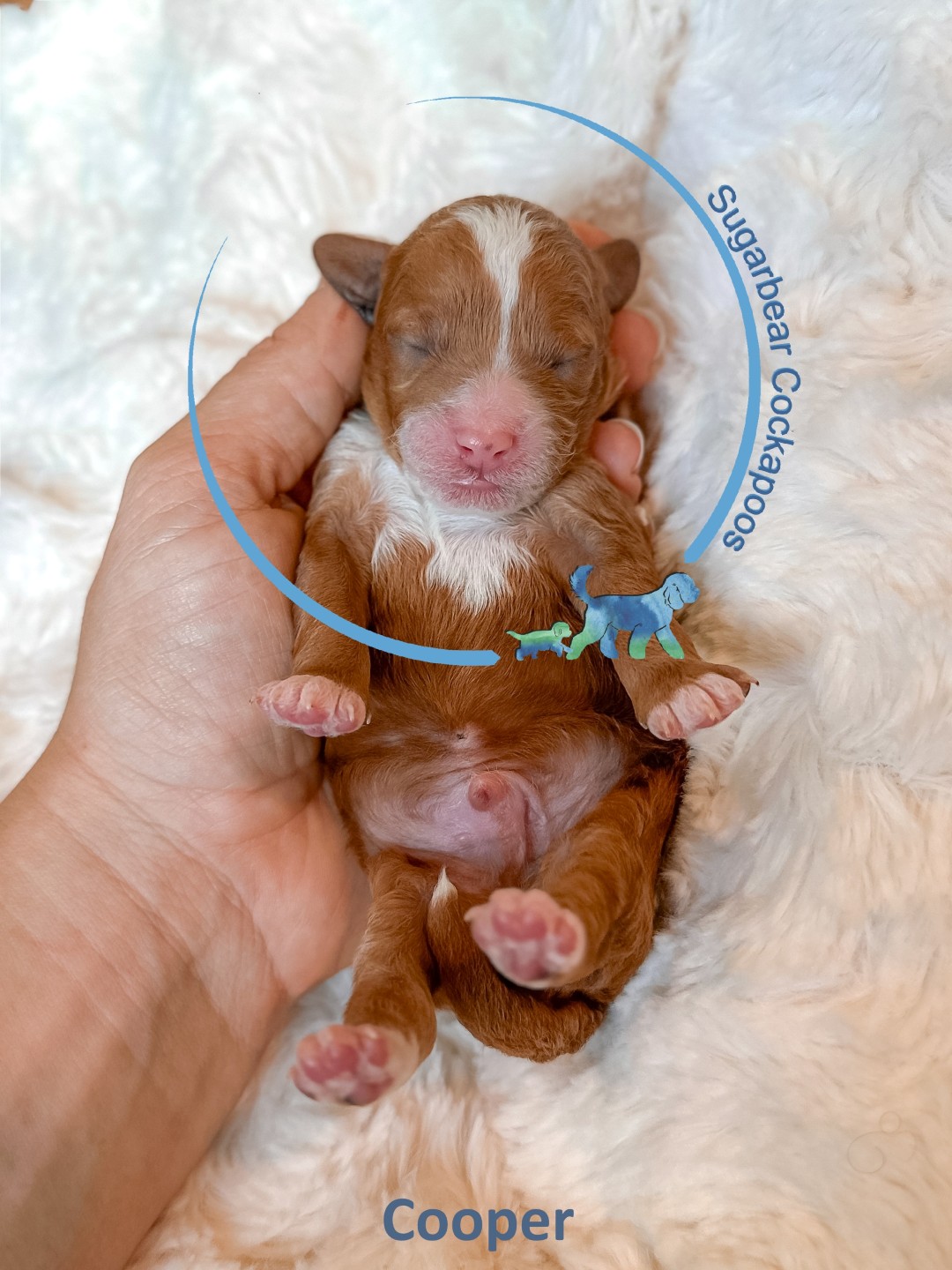 Puppies