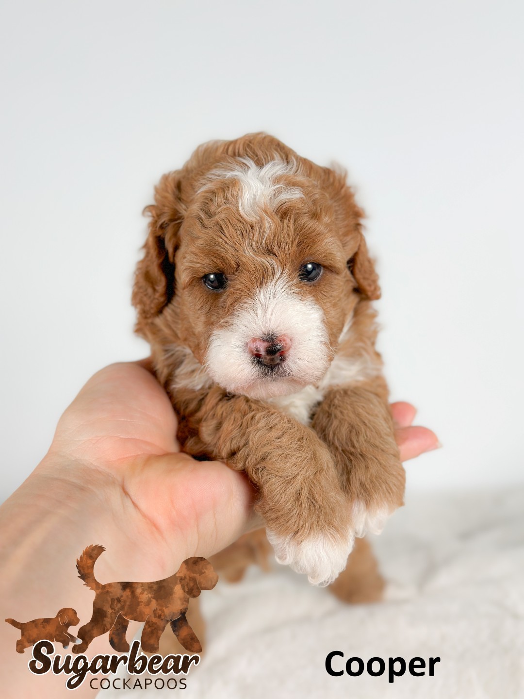 Rex the Puppy