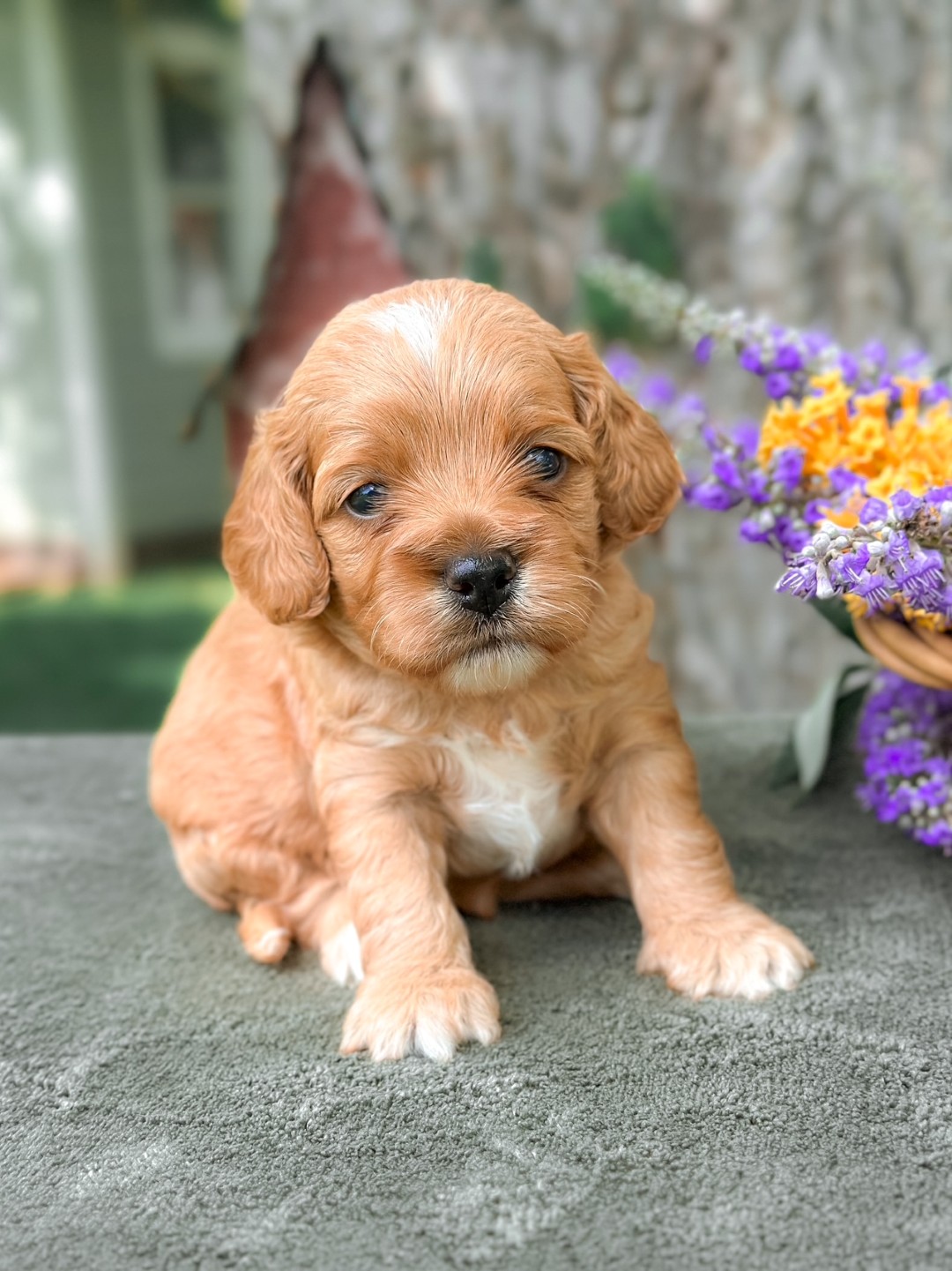 Puppies