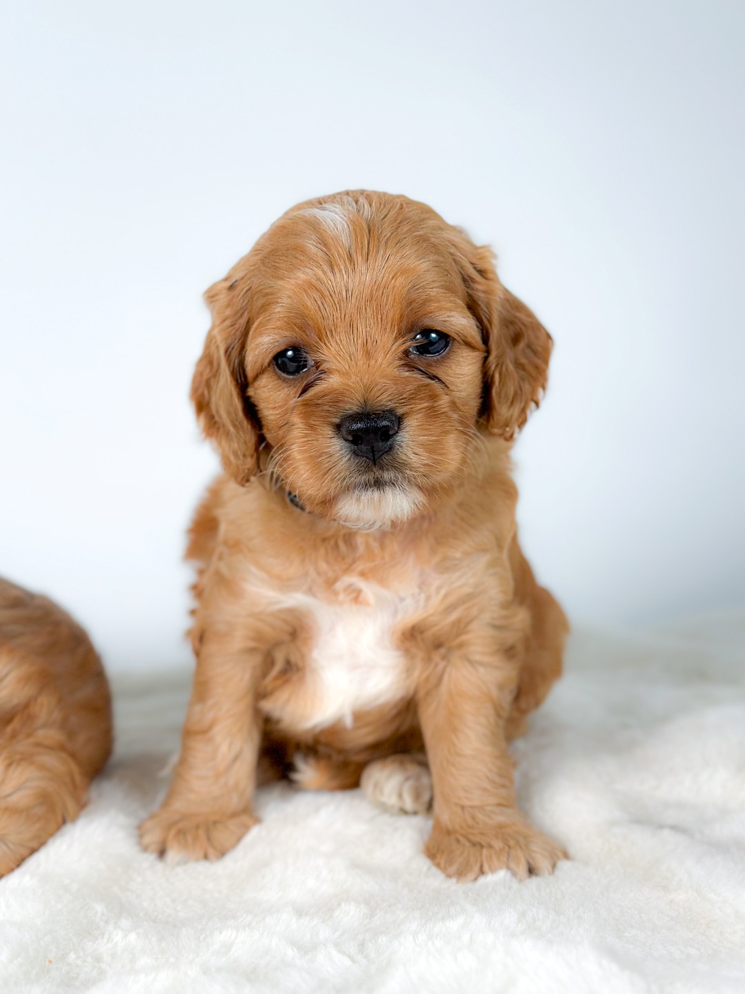 Puppies
