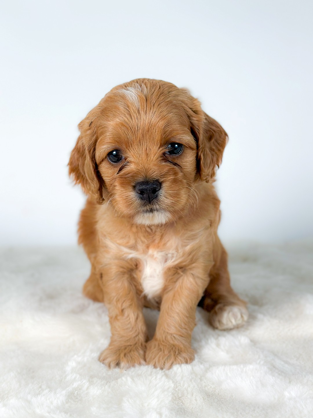 Puppies