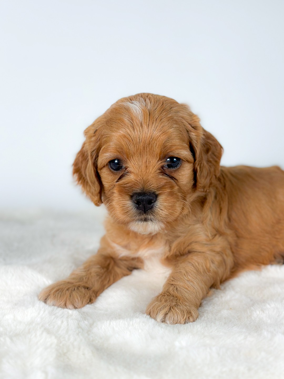 Puppies