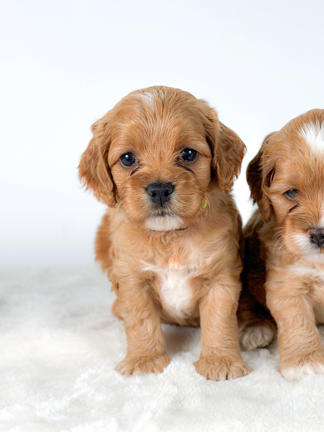 Puppies