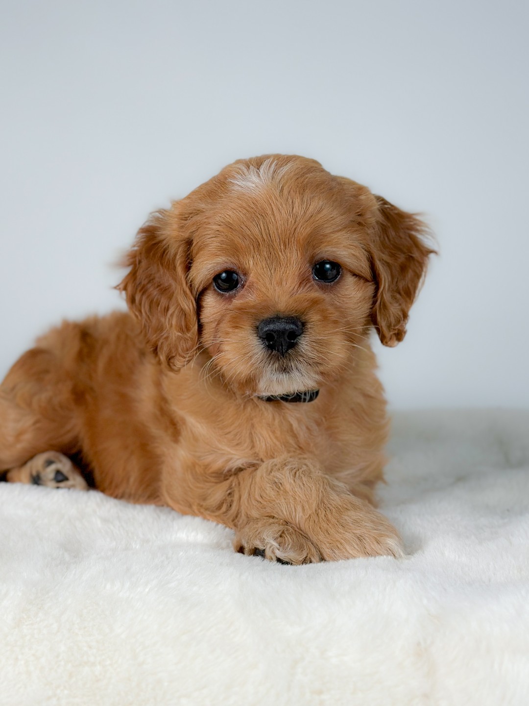 Dawn the Puppy