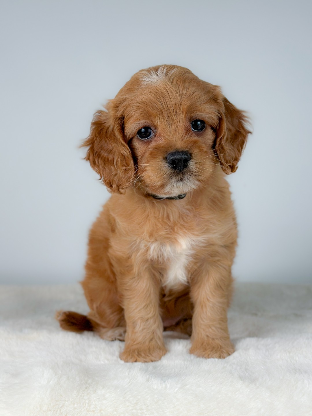 Puppies
