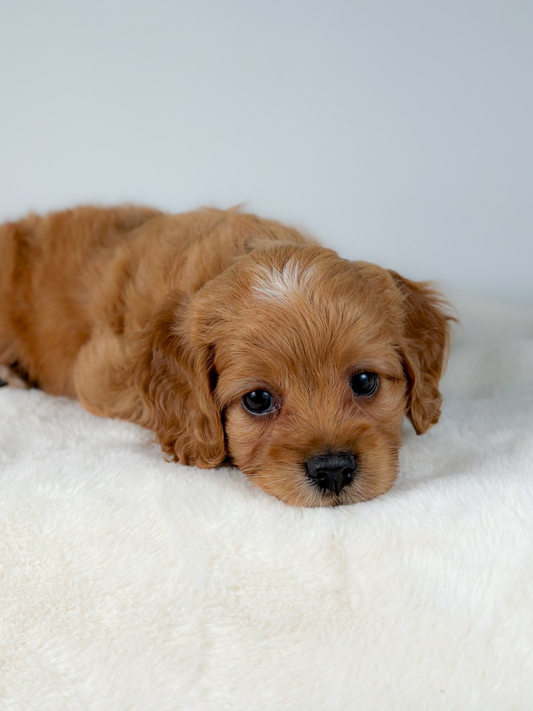 Puppies