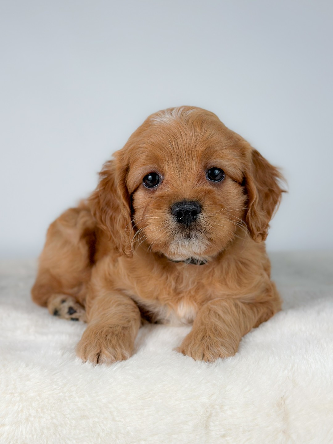 Puppies