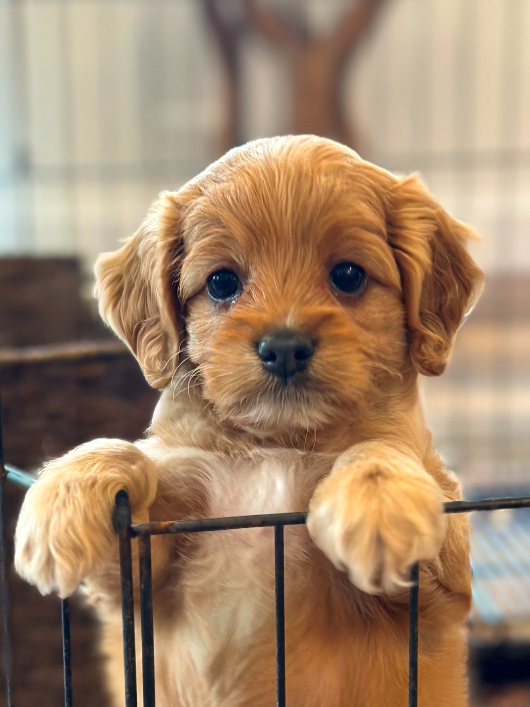 Puppies