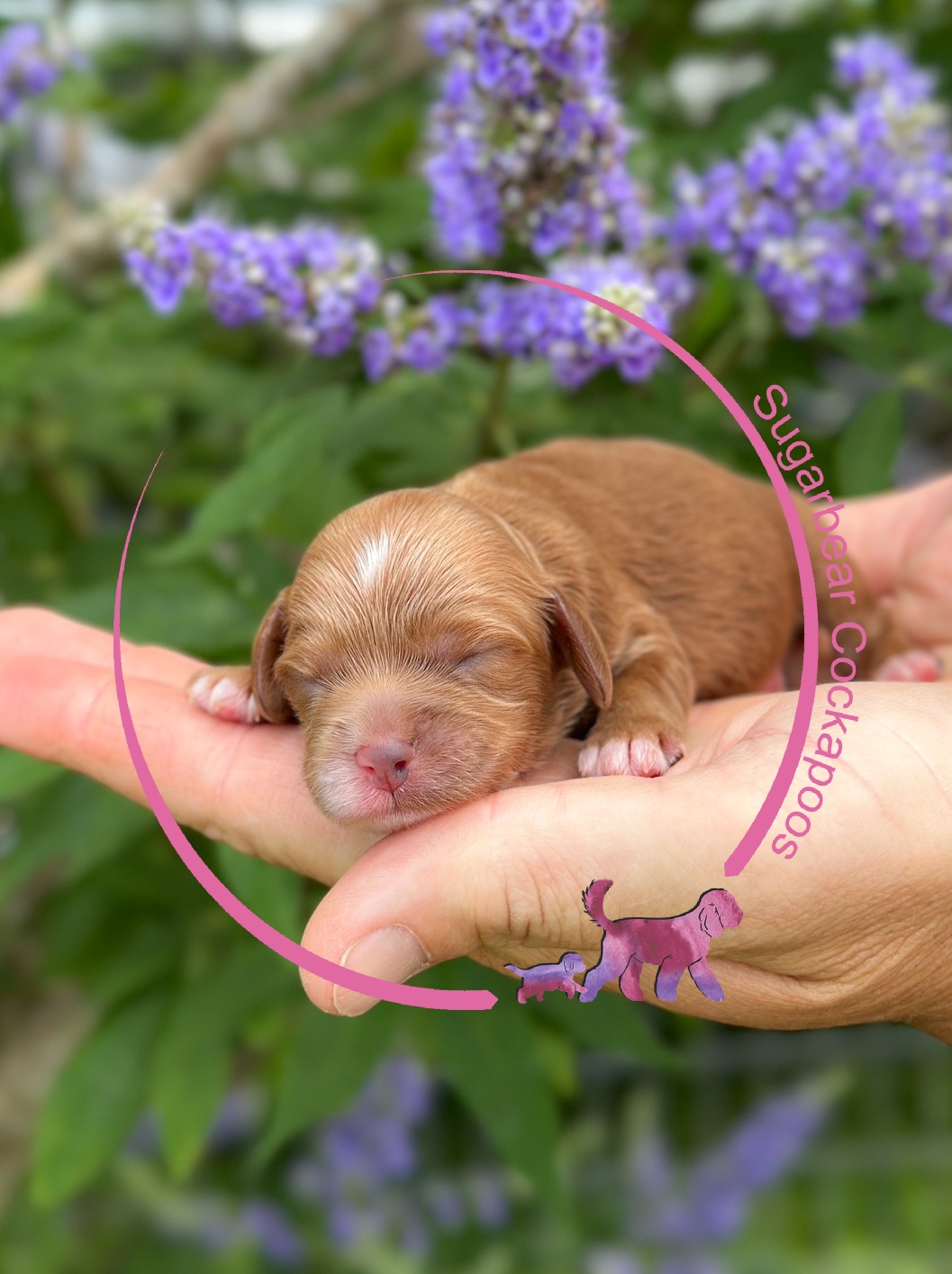 Puppies