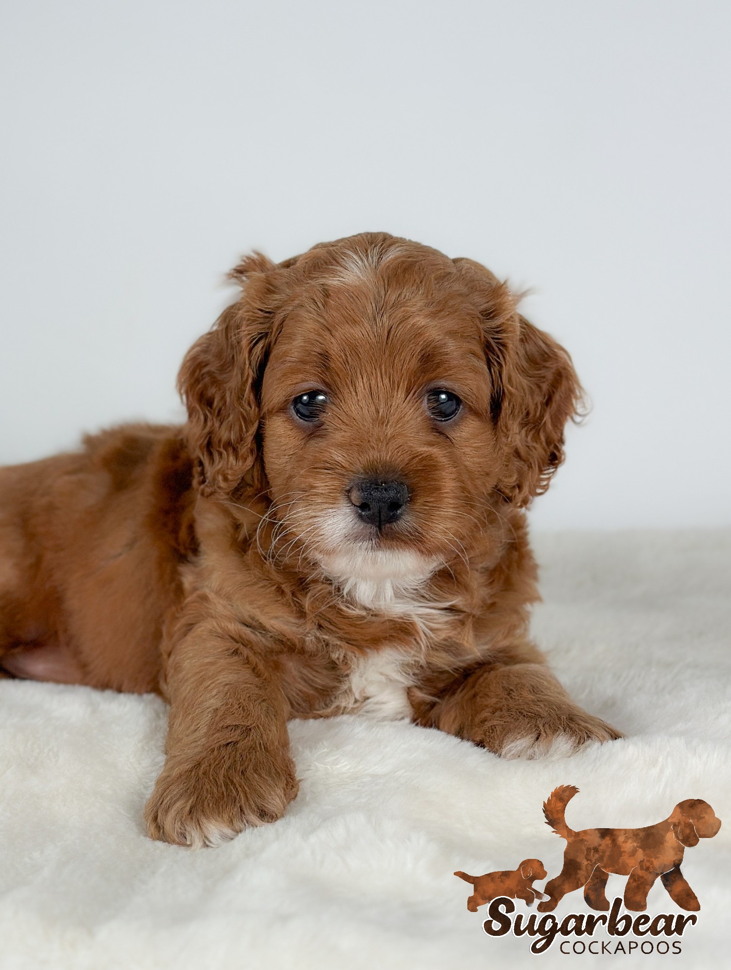 Daisy the Puppy