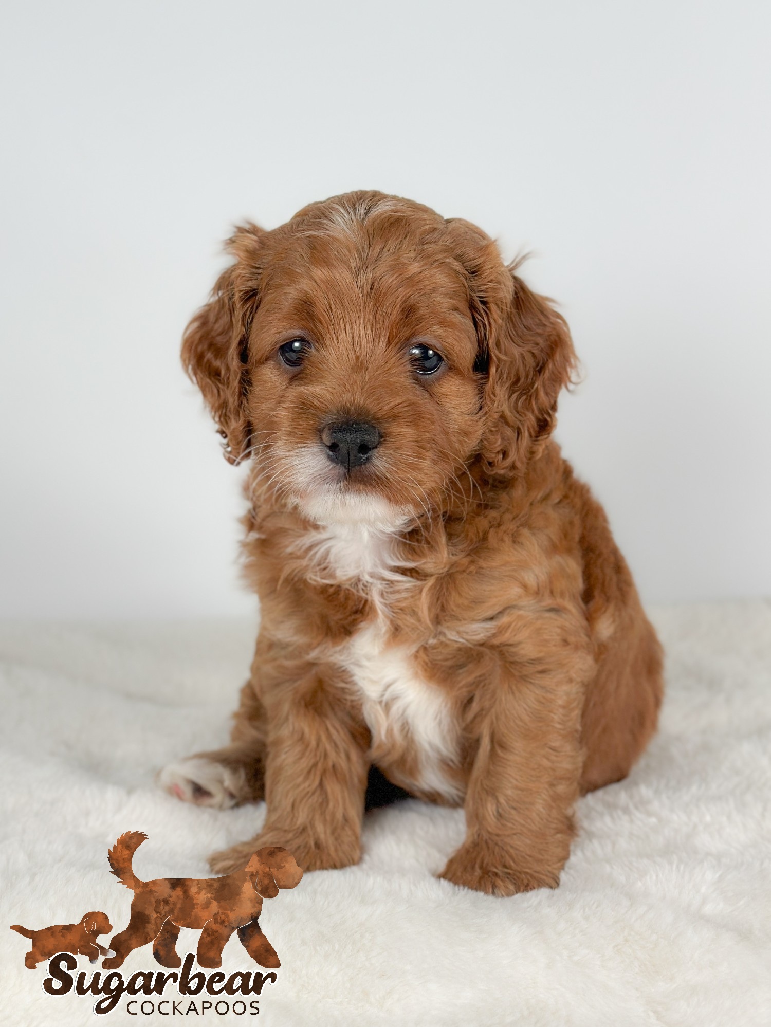 Puppies