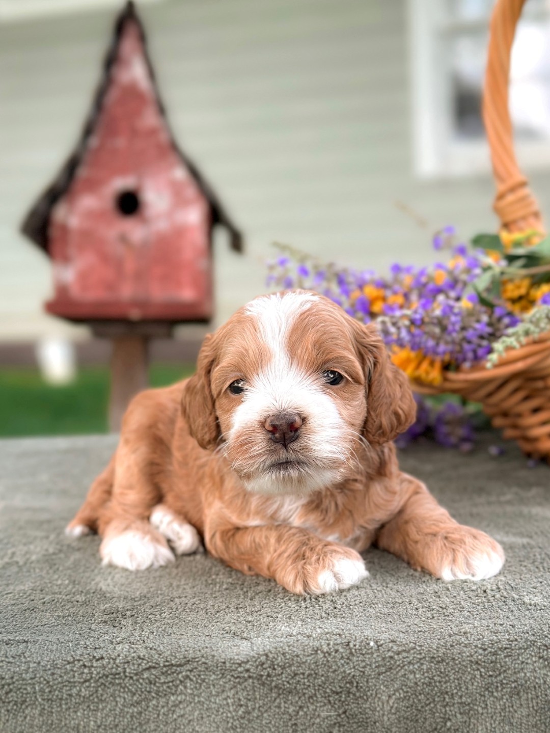 Puppies
