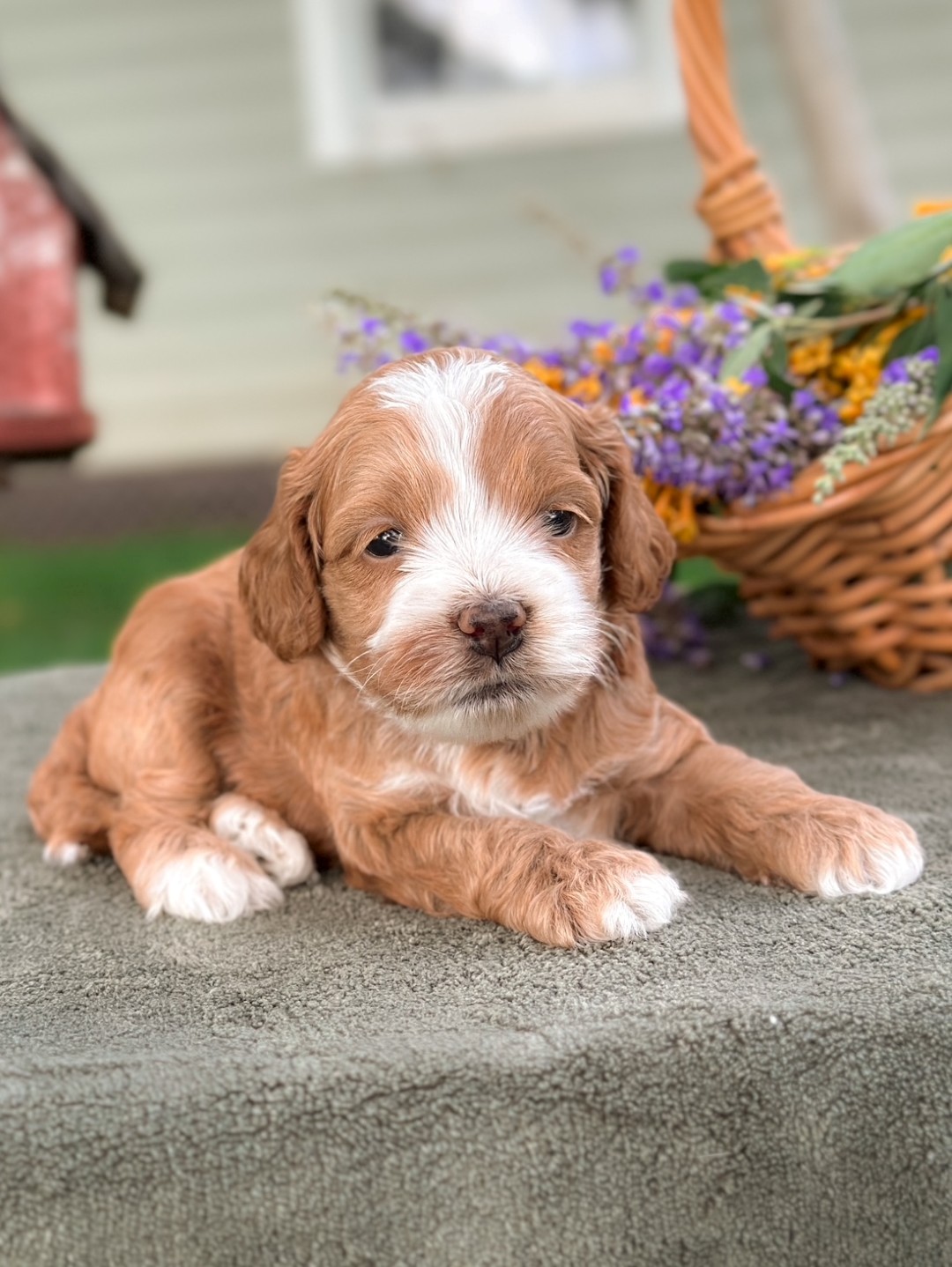 Puppies