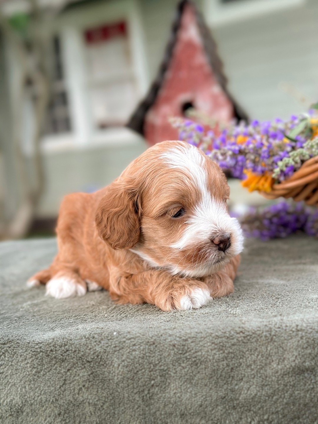 Puppies