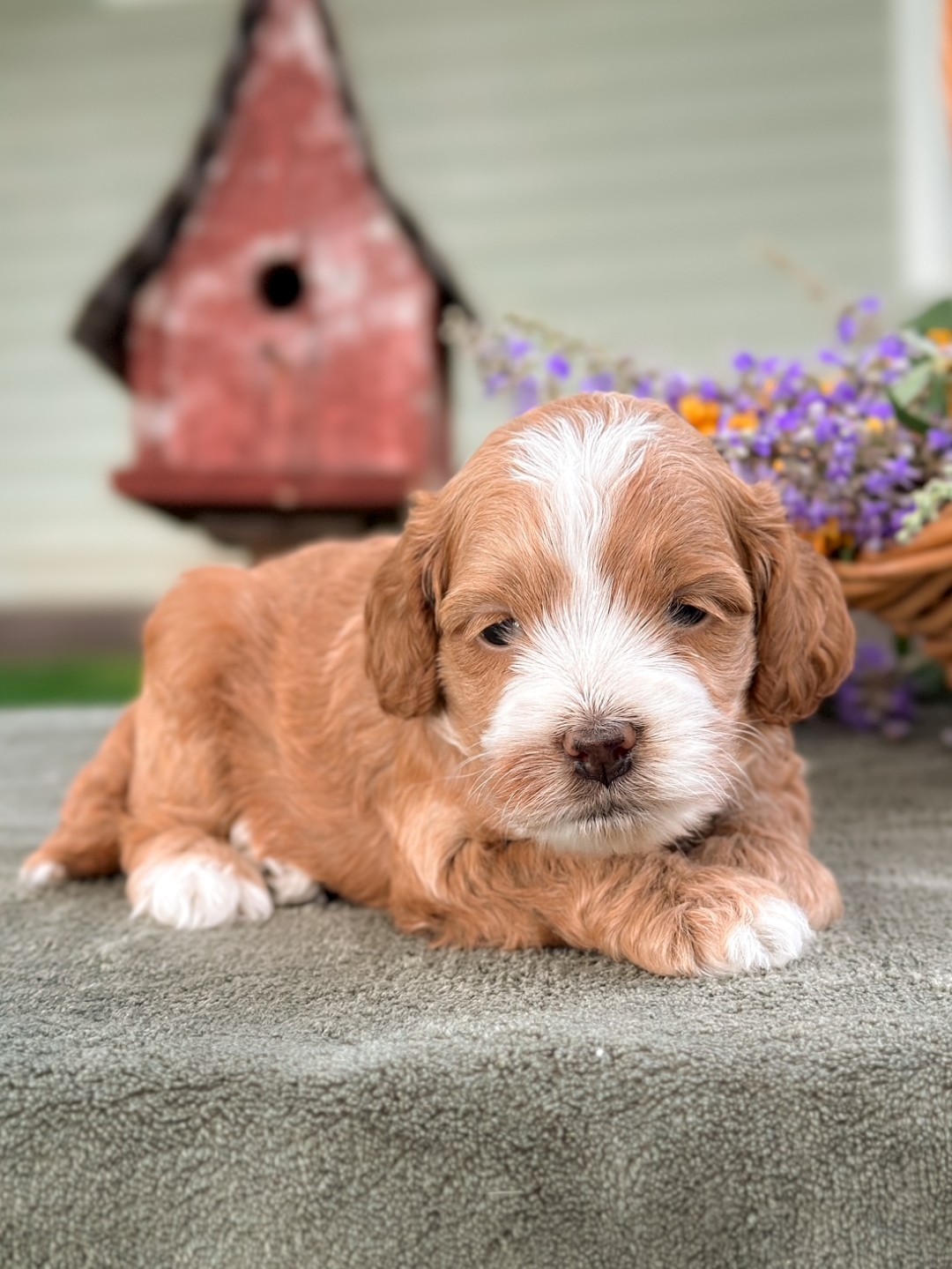 Puppies