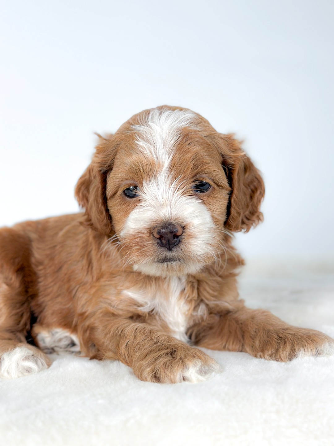 Puppies