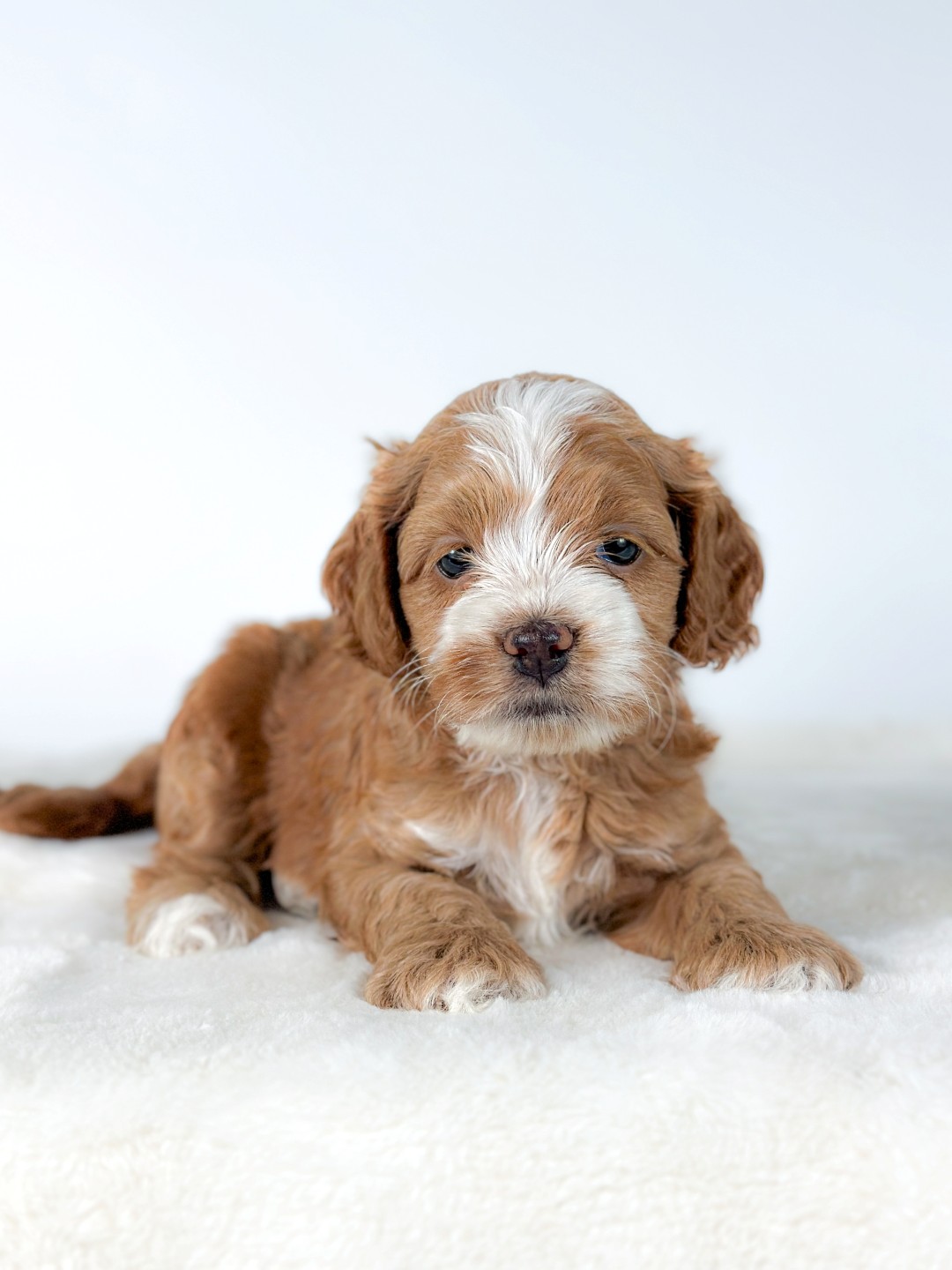 Puppies