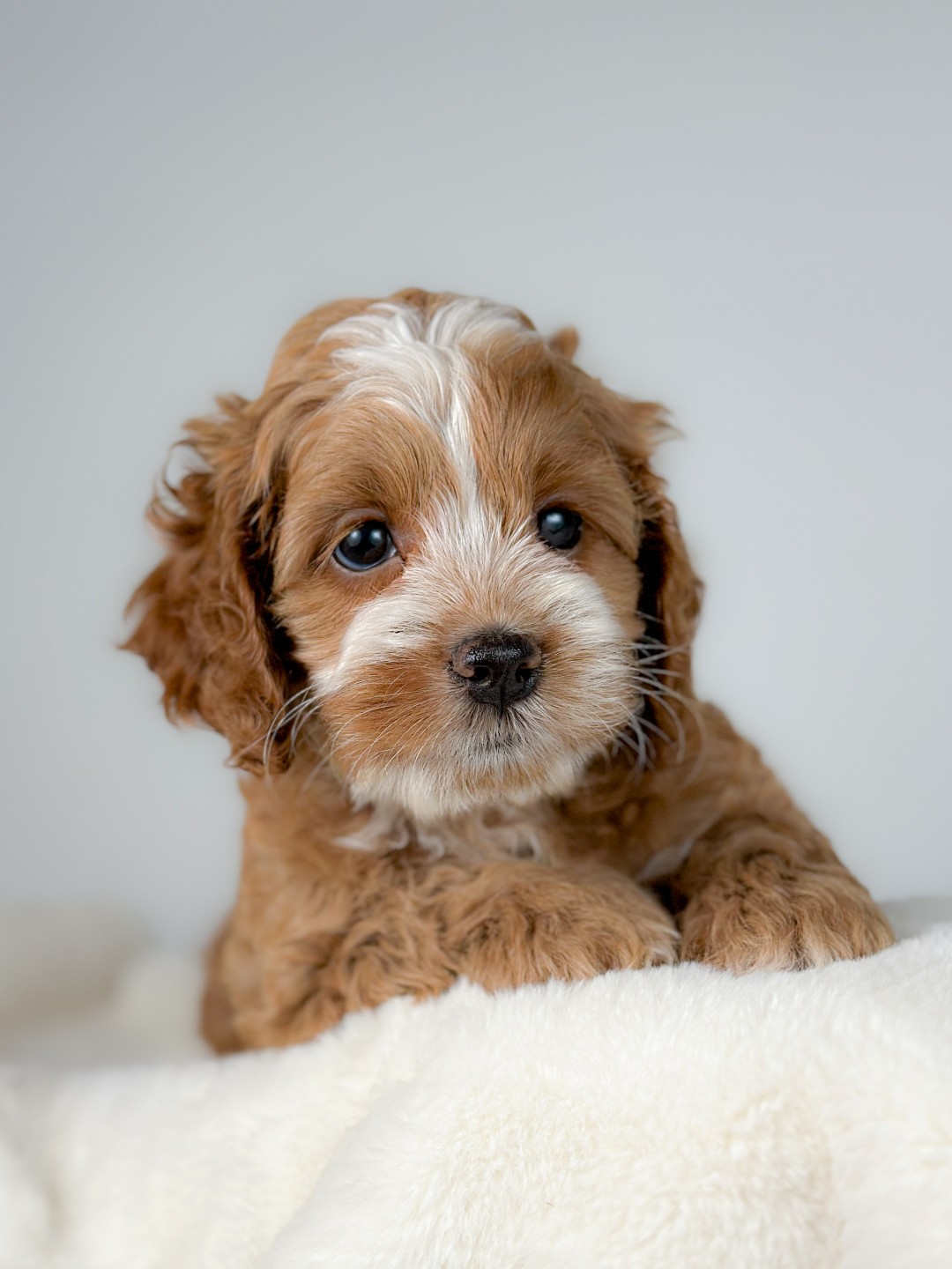 Puppies
