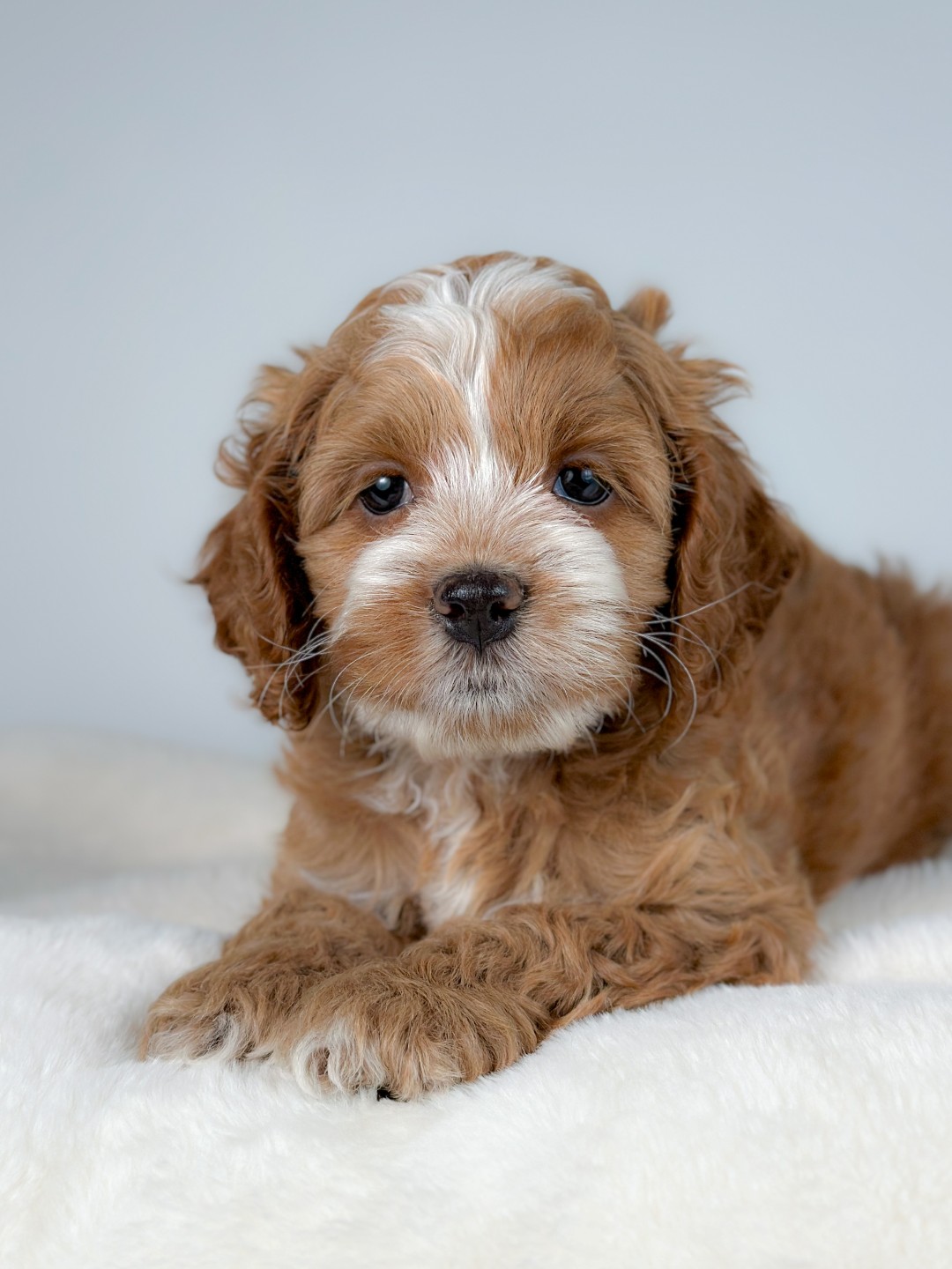 Puppies