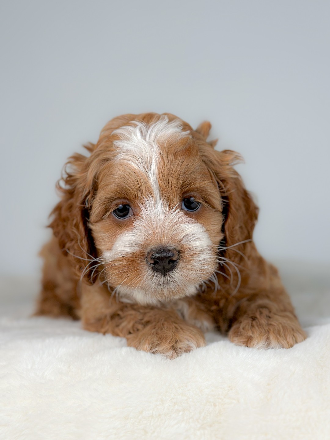 Puppies