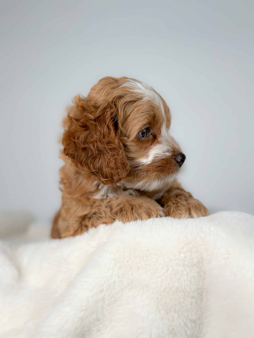 Puppies