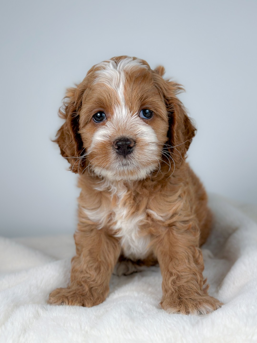 Huck the Puppy