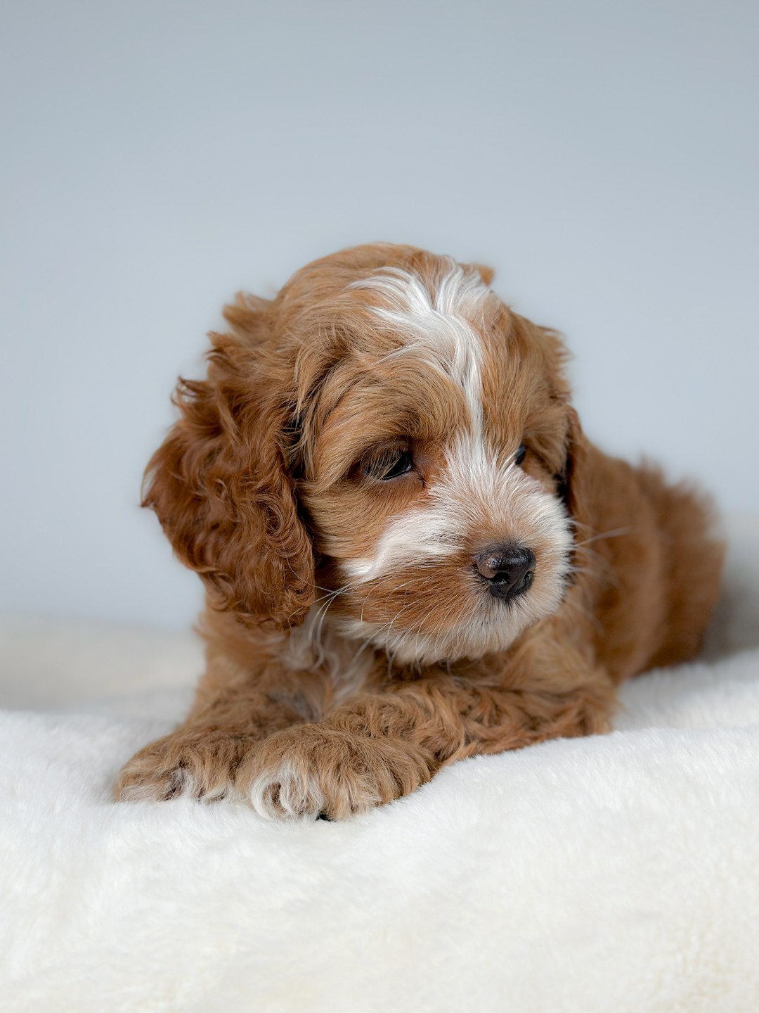 Puppies