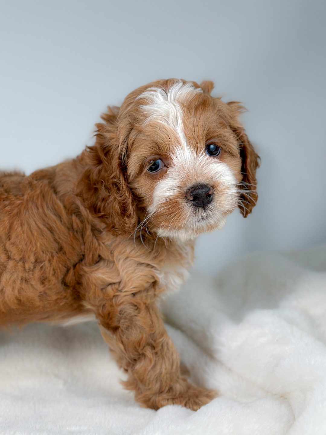 Puppies