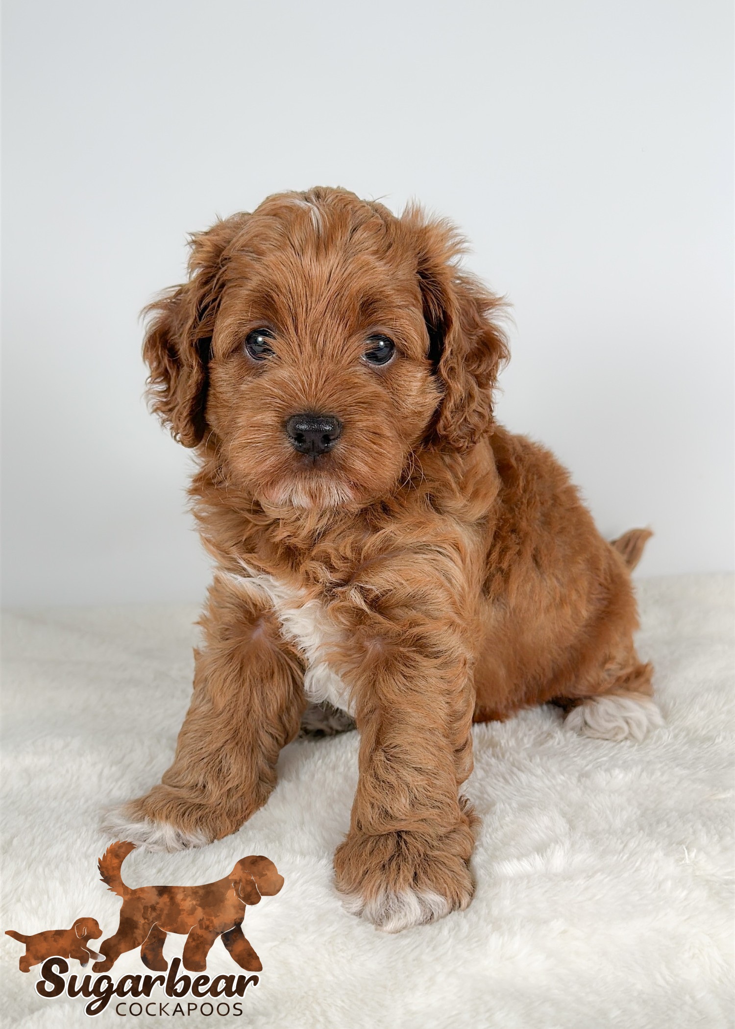 Rex the Puppy