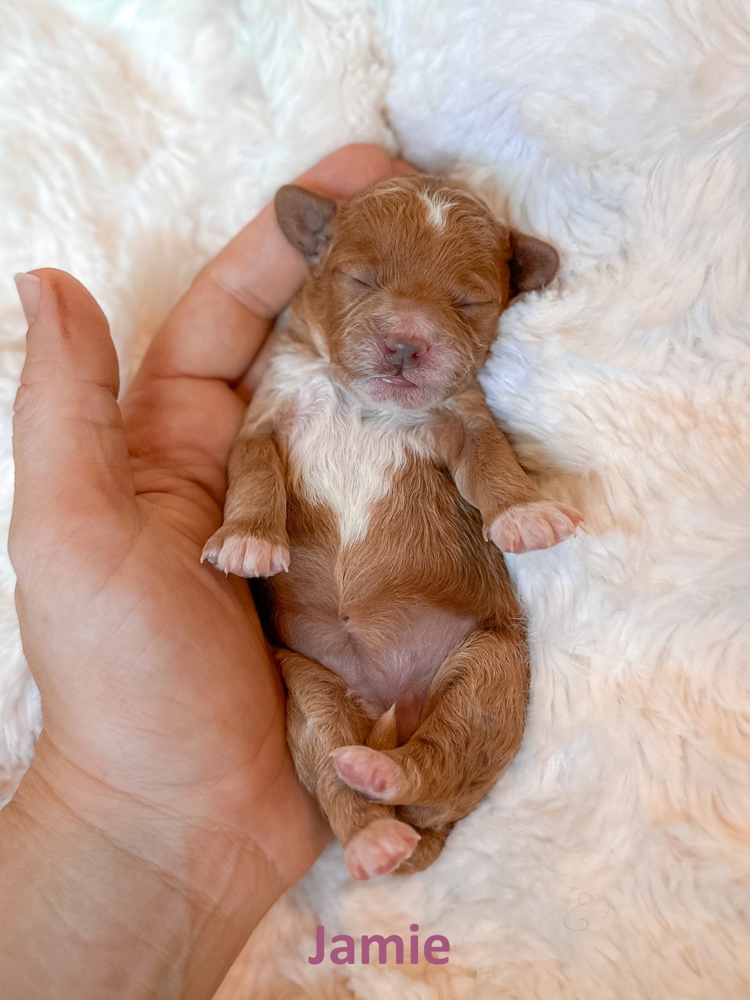 Puppies