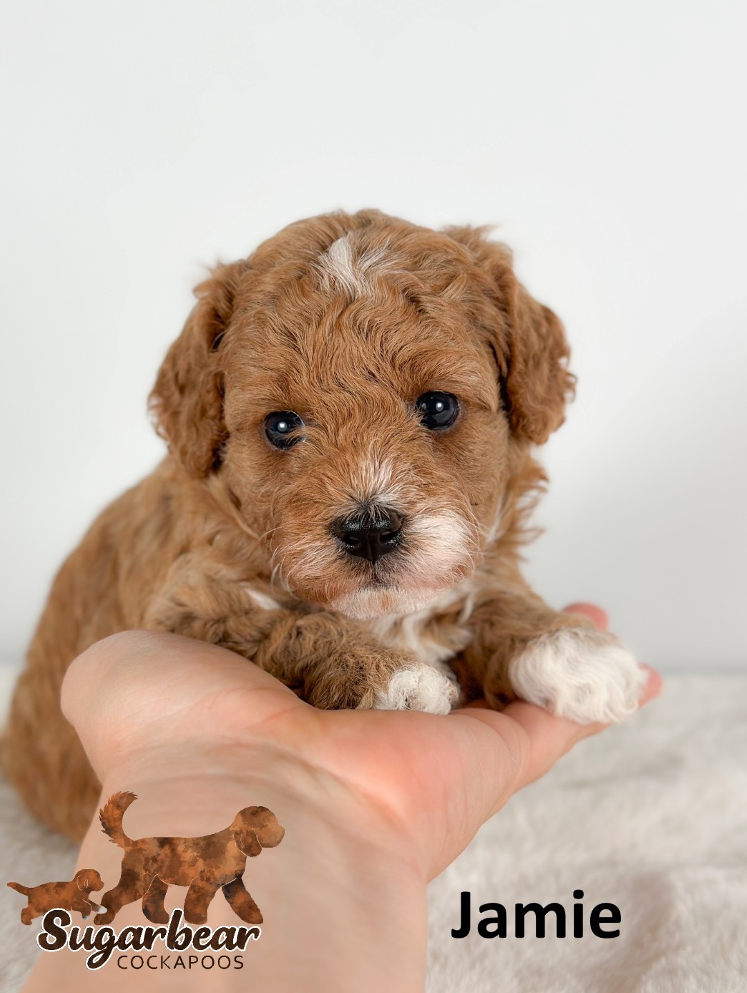 Max the Puppy