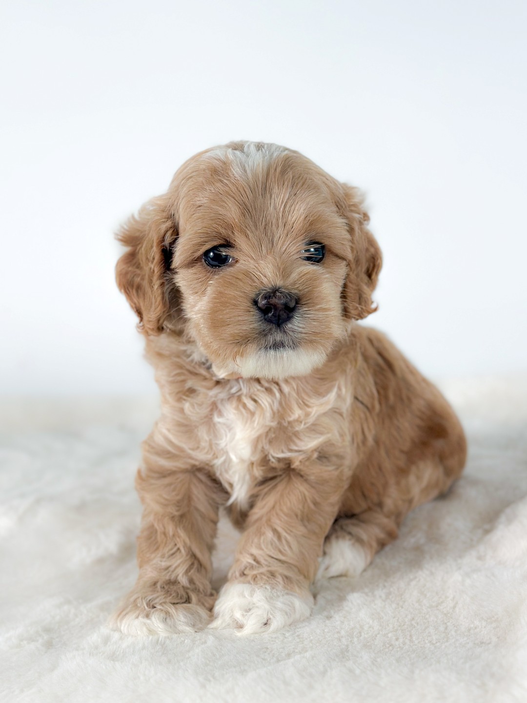 Puppies
